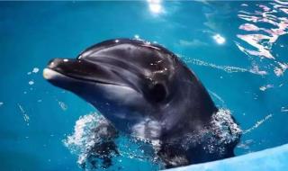 寿光蔬菜博览会门票