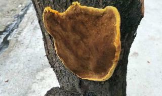 野生桑树桑黄的辨别