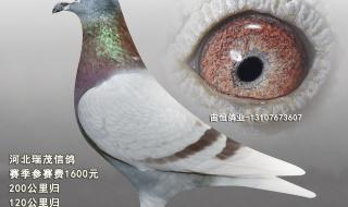 灰鸽子远程控制教程