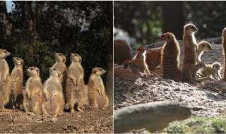 上海动物园门票价格