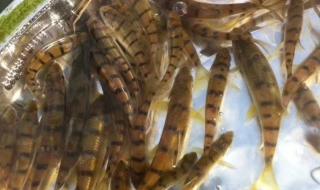 野生淡水石斑鱼 野生淡水石斑鱼