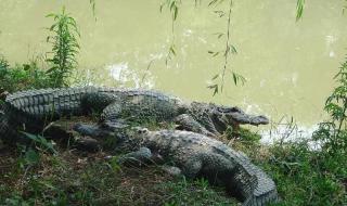 鳄雀鳝的天敌是谁