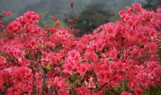 我愿是满山的杜鹃