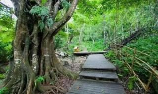 热带雨未删减版观看 热带雨未删减版观看