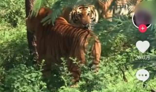 抖音IP属地怎么关闭